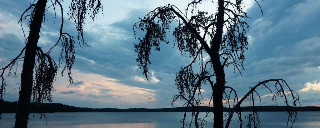 Pines with sunset over lake in background 