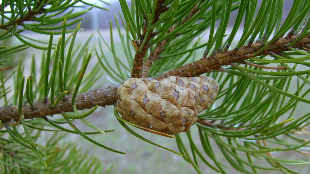 close up of Jack pinecone on branch