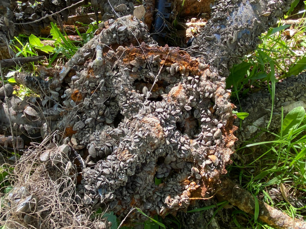 Des moules zébrées recouvrant des déchets rouillés sous-marins qui ont été ramenés sur le rivage