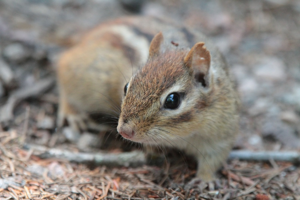 Un tamia sur le sol dans une forêt