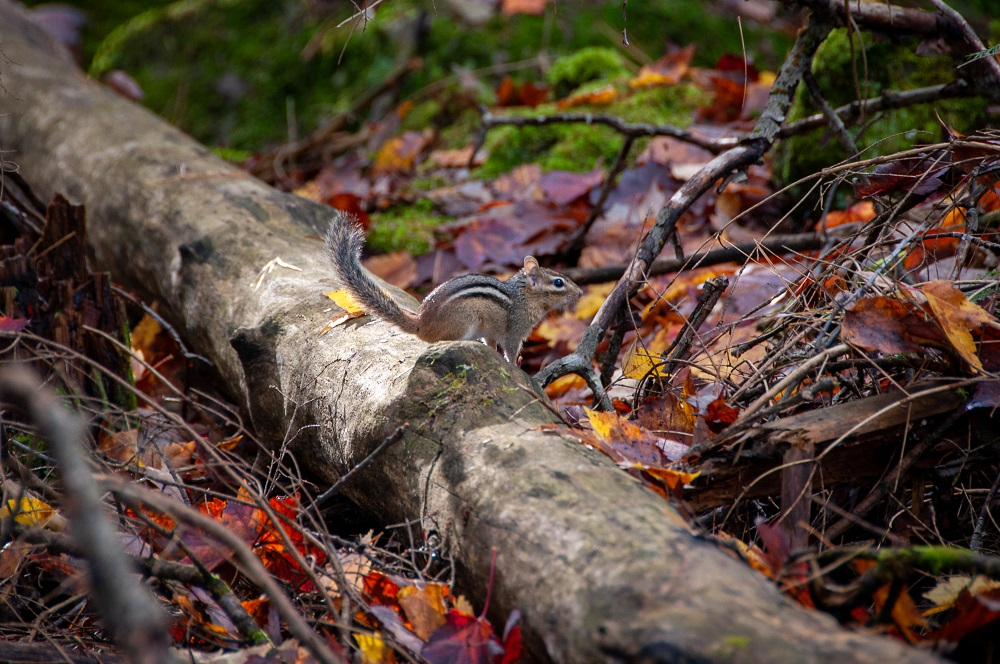 Un tamia sur une bûche dans une forêt