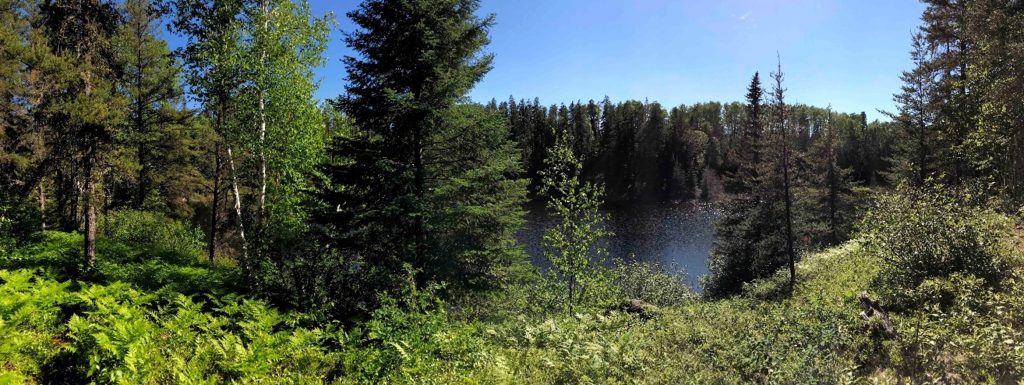 view of boreal forest