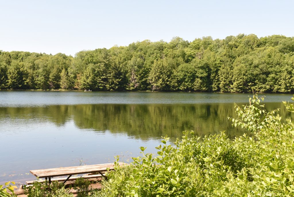 forested shoreline with picnic table looking out to still lake