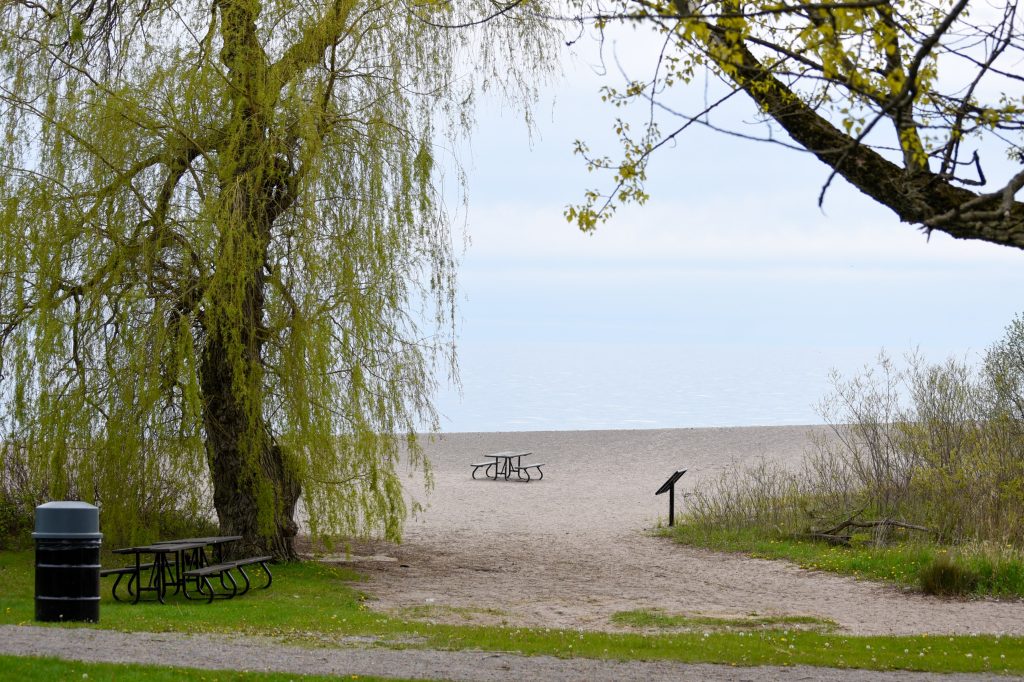beach with single picnic table, large tree in foreground
