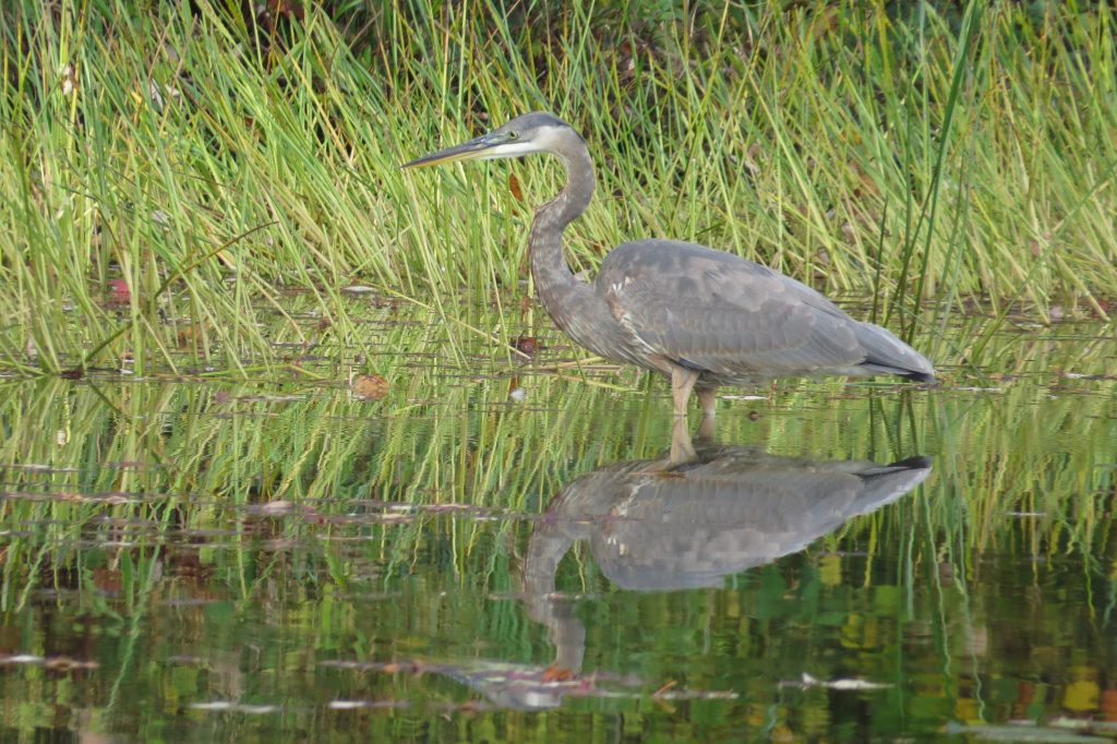 Great Blue Heron walking in the reeds of a lake. 