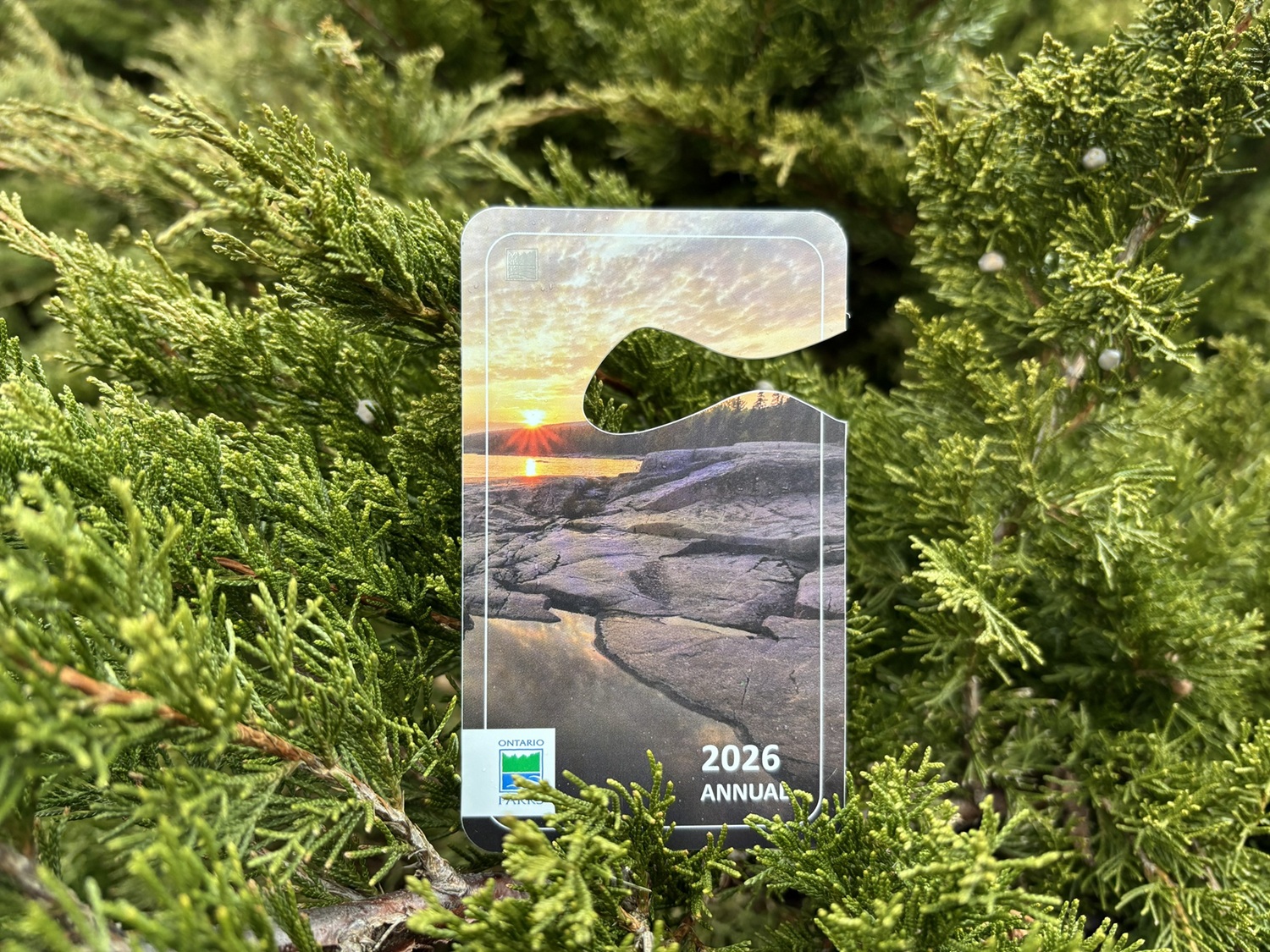 Annual pass propped up in green foliage