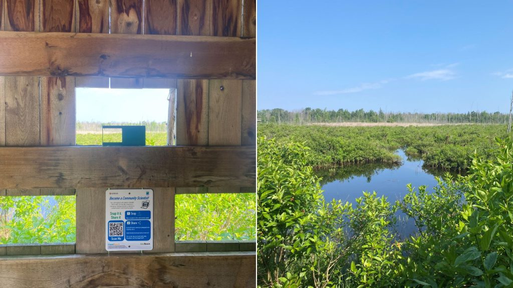 Collage of frame in wooden viewbox, wetland