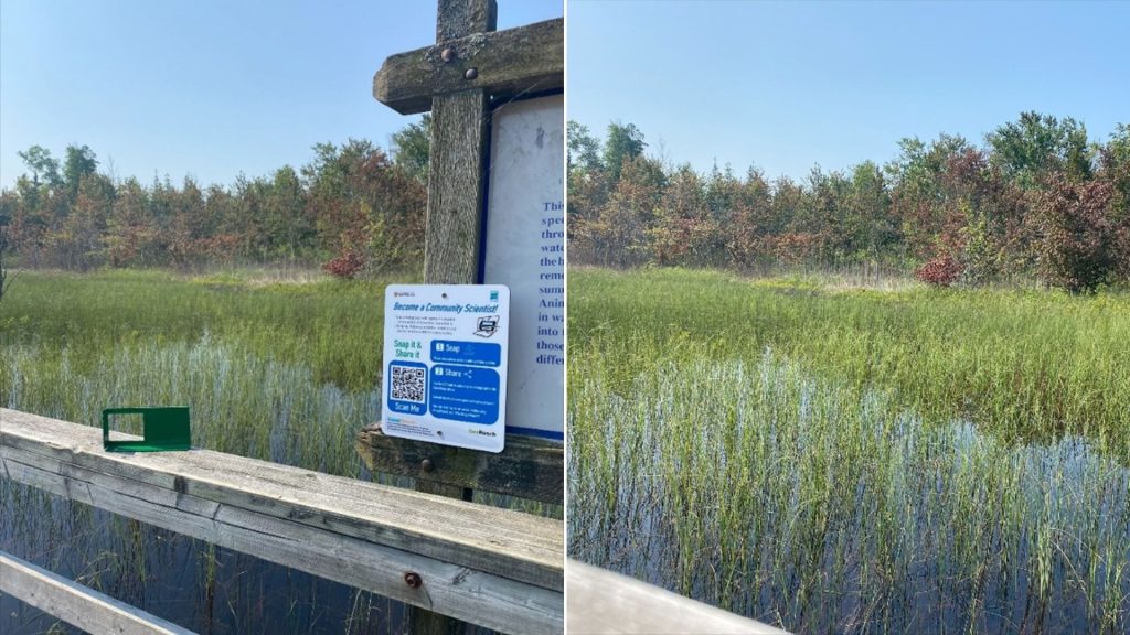 frame on wooden railing and wooden framed sign, wetland with trees in background