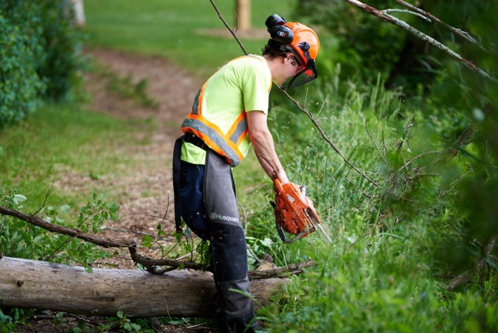 staff wearing high vis, chain sawing tree
