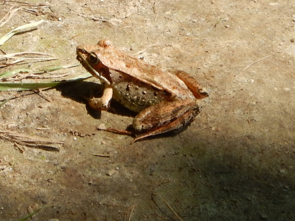 grenouille des bois