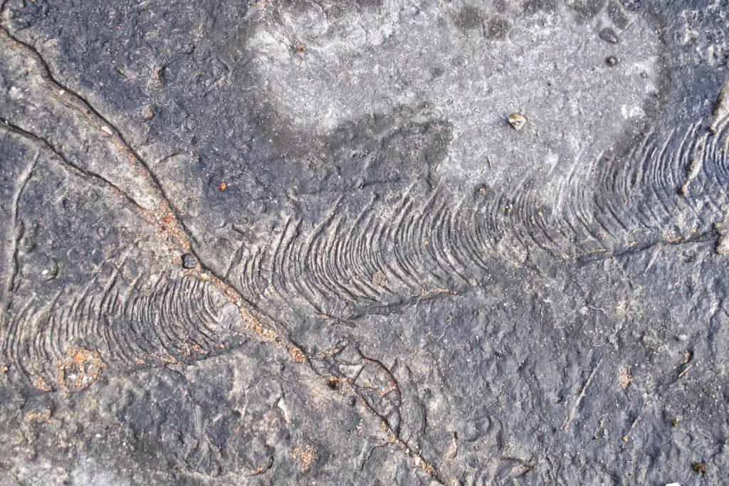 Chatter marks on limestone