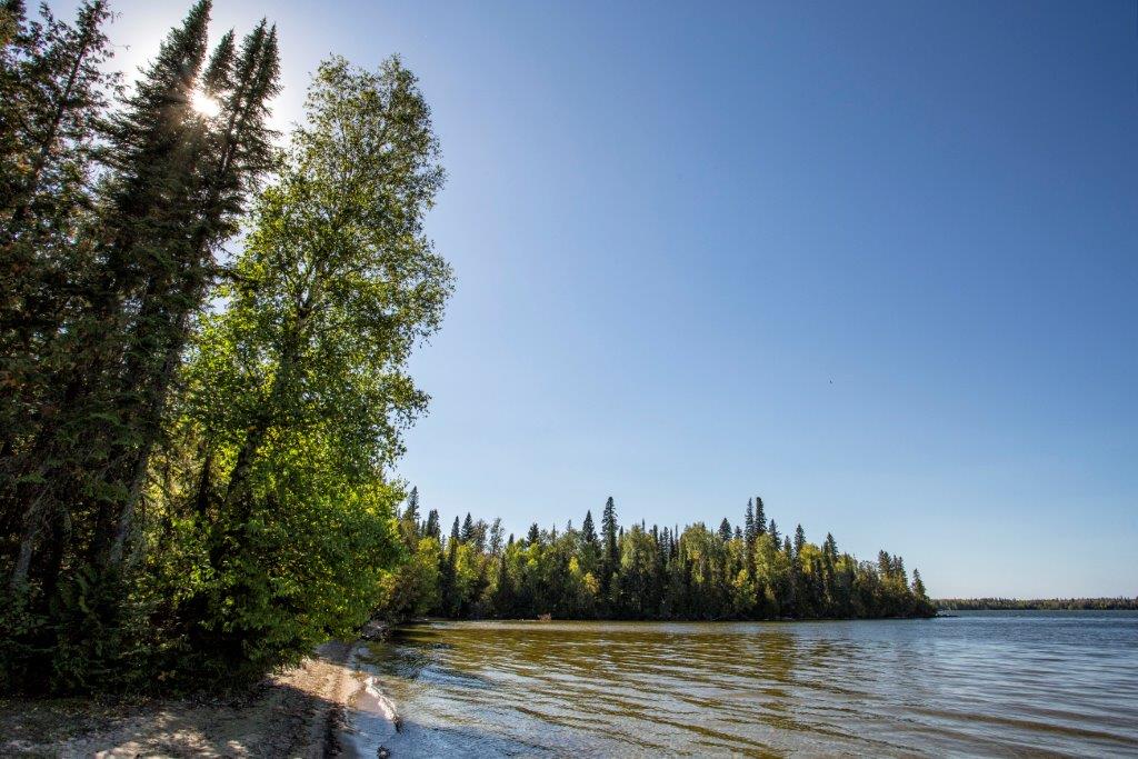 forested lakeshore