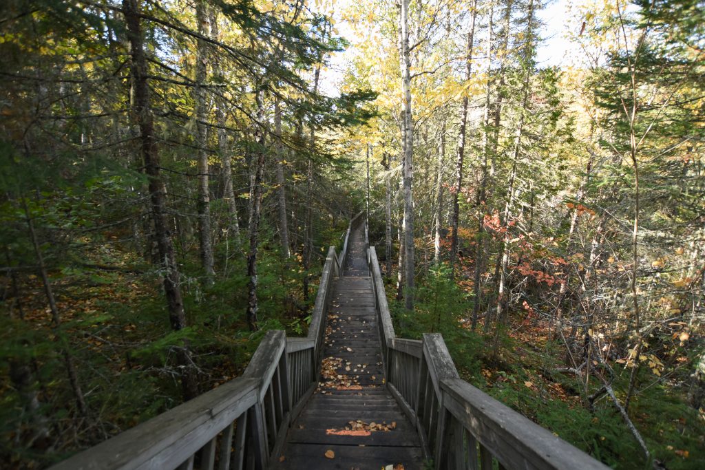 staircase through forest