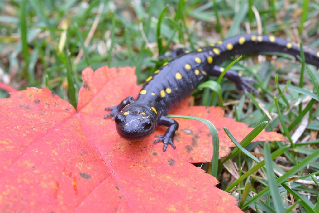 Black salamander with yellow spots