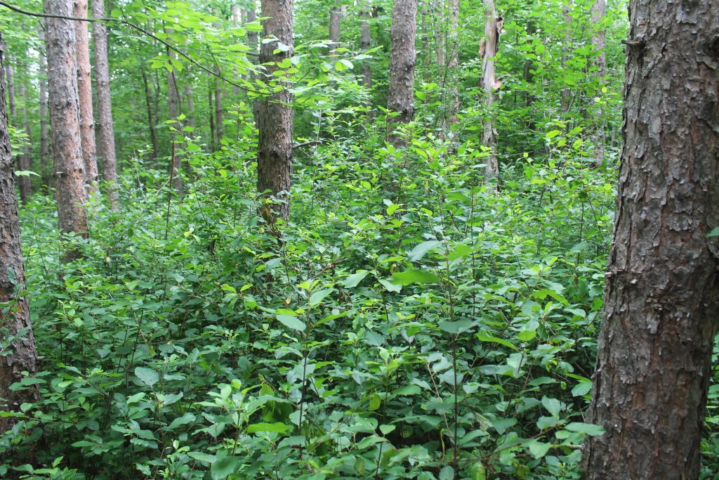 Common Buckthorn matting a forest floor and choking out smaller plants