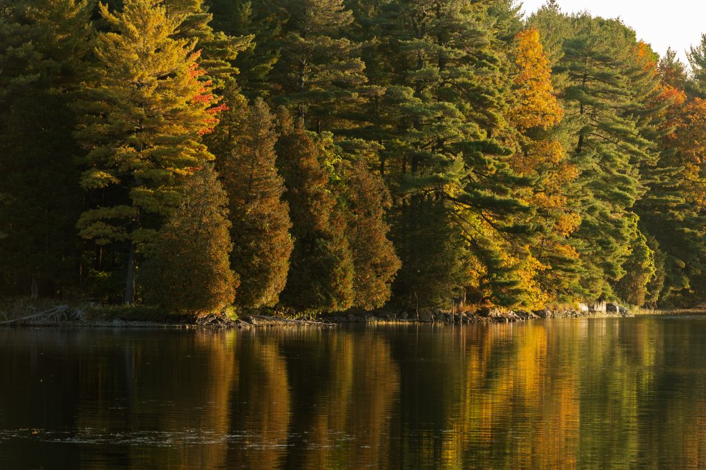 fall colours on lakefront