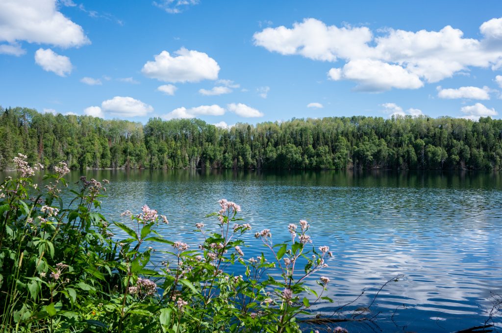 lake surrounded by forest, pink flowers in foreground