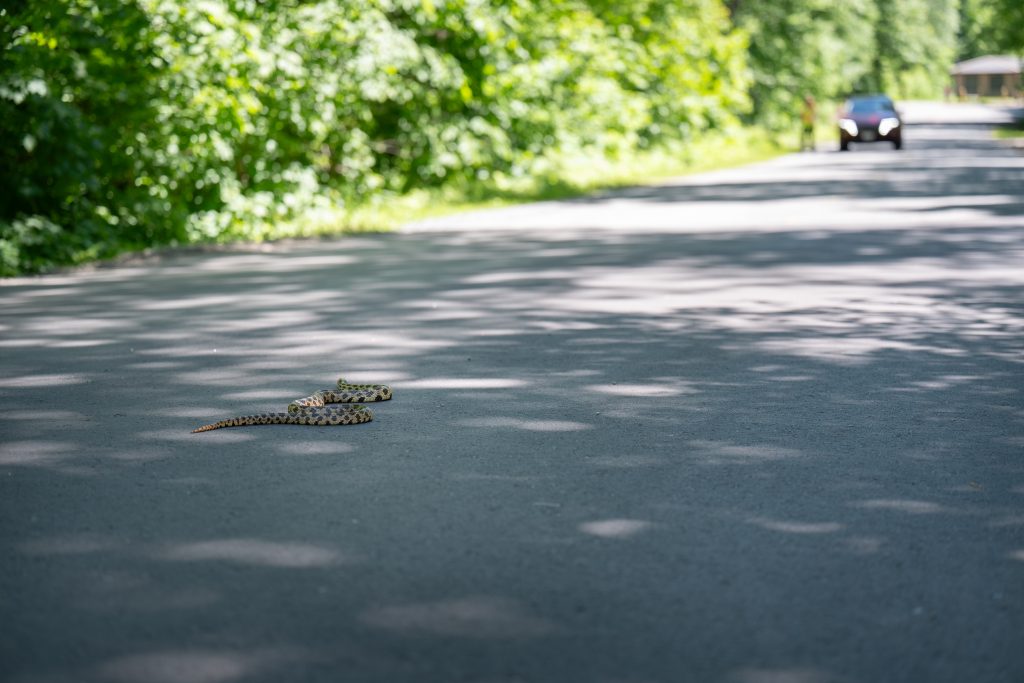 snake on road with car approaching
