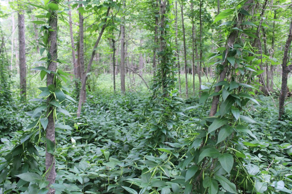 Dog-strangling Vine wrapped around trees