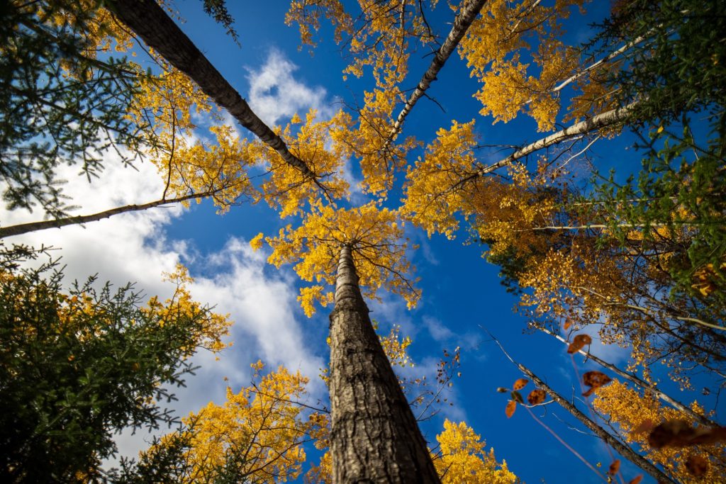 view of forest canopy with yellow leaves