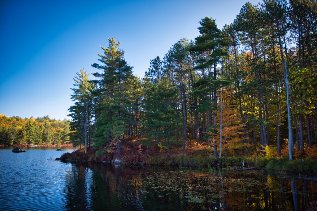 evergreens on shoreline